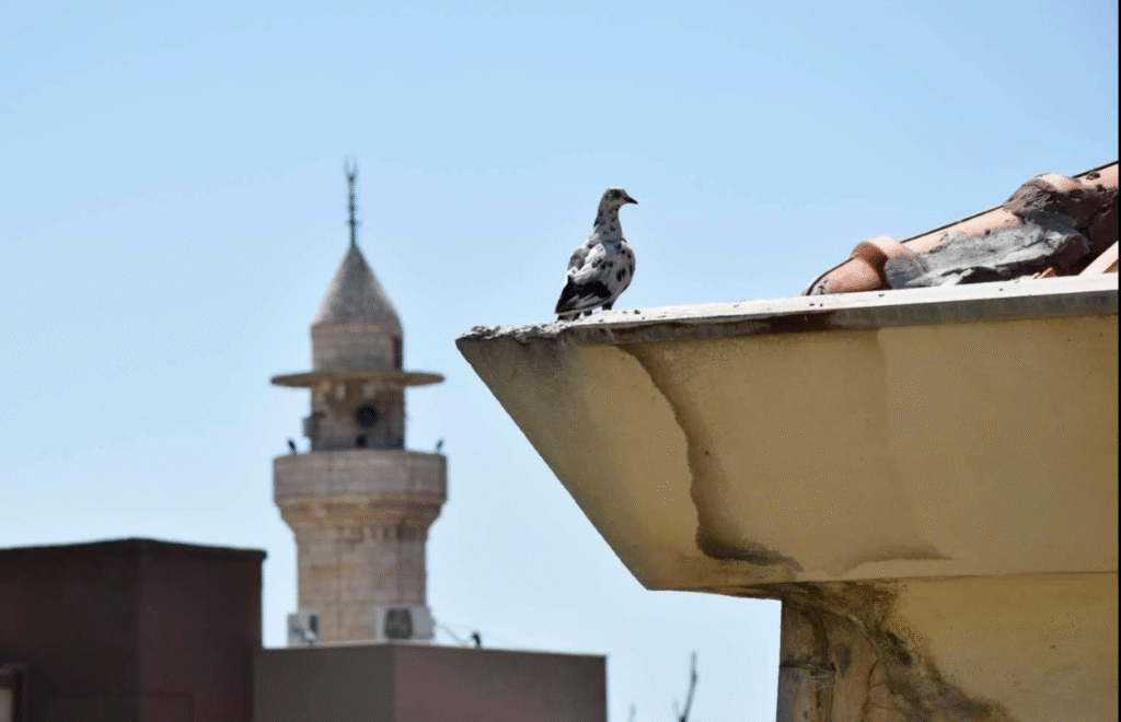 لقطة شاشة 2025-05-29 143216